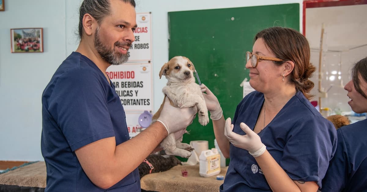 How to Become a Veterinarian in Canada